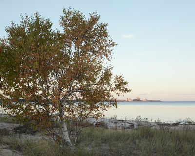 Birch by the Bay