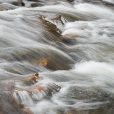 Rocks and Leaves 