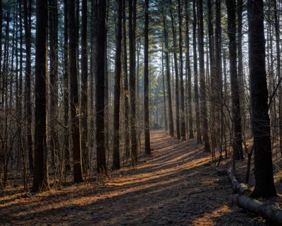 Path through the Pines