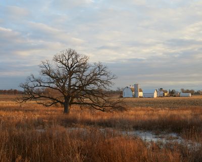 Oak in the Wetland