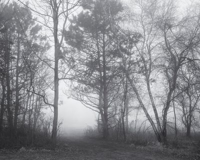 Fog and Hedgerow 