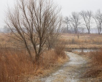 Around the Willows