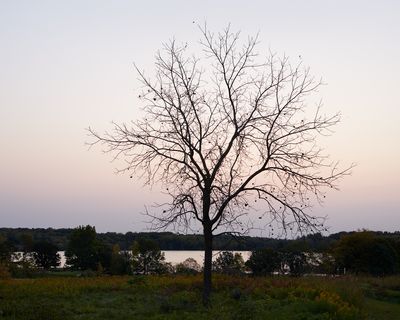 Walnut Tree at Dawn 
