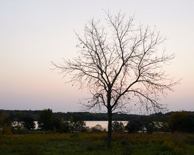 Walnut Tree at Dawn