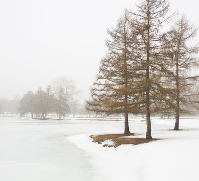 Winter Fog at the Lagoon