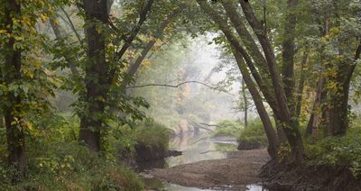 Floodplain Fog 