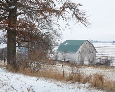 Barn and Oak on Maize Road 