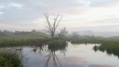 Wetland Dawn 