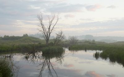Wetland Dawn
