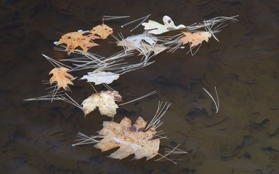 Pondwater Leaves 