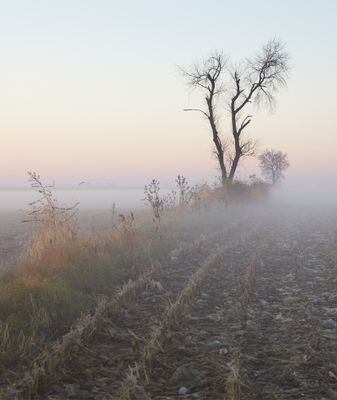 Ground Fog at Dawn 