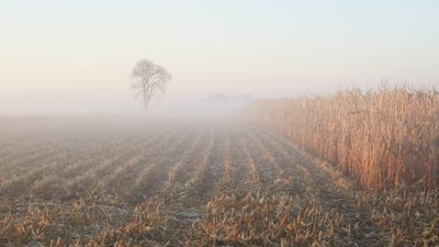 Harvest Fog 