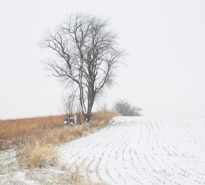 Field with Snow 