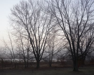 Wetland Trees at Dawn 