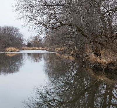 Riverbank Reflections