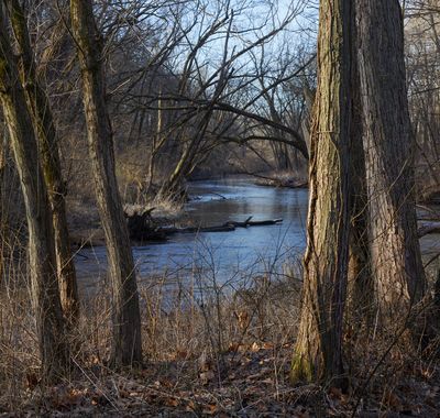 Trees along Somonauk Creek