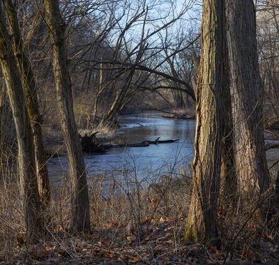 Trees along Somonauk Creek 