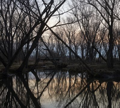 Floodplain Dawn