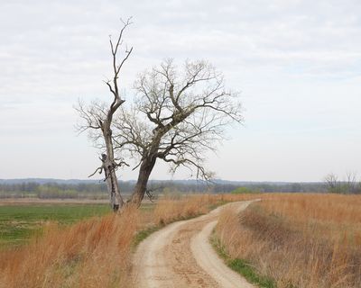 Roadside Cottonwood in April