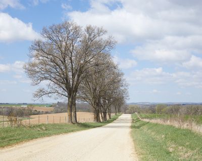 Oaks along Welch Road in April 