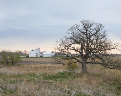 Oak and Dairy Barn 