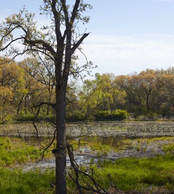 Swamp White Oak and Marsh Pond