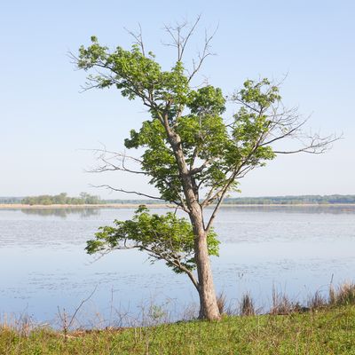 Lakeside Maple 