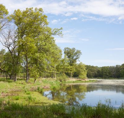 Marsh Pond and Oaks 