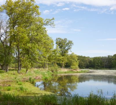 Marsh Pond and Oaks