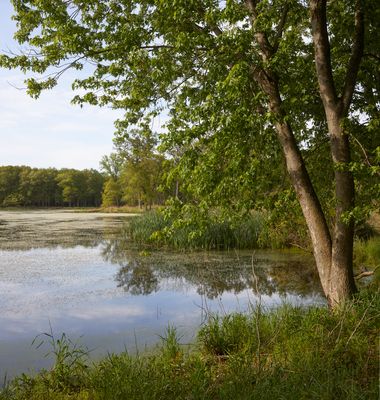 Morning at Main Pond