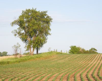 New Corn Crop