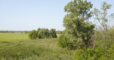 Mesic Prairie