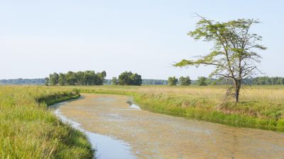 Muddy Slough in July