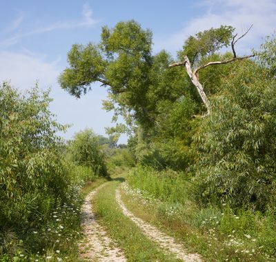 Through the Willows 