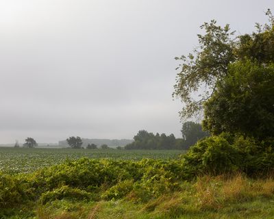 Hedge and Rising Fog 