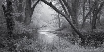 Floodplain Fog 