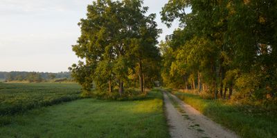 Walnut Grove and Bean Field 