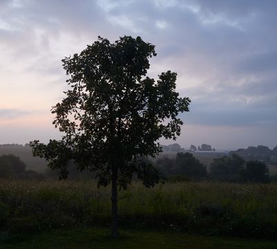 Oak at Dawn 