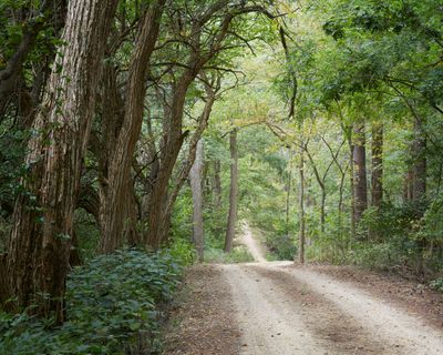 Gravel Road in Lowden State Forest 