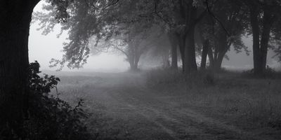 Fog Among the Maples