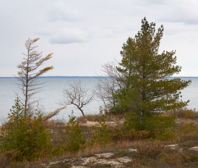 Trees on a Lakeshore Dune 
