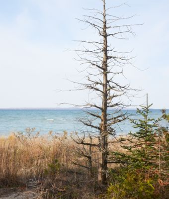 Shoreline Pine 