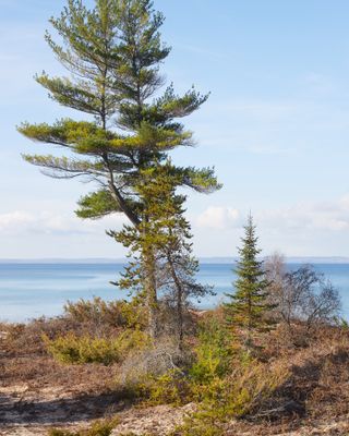 Pines in the Sand 