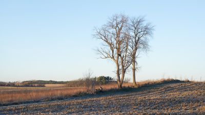 Daybreak Hedgerow