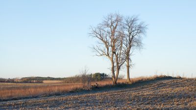 Daybreak Hedgerow 