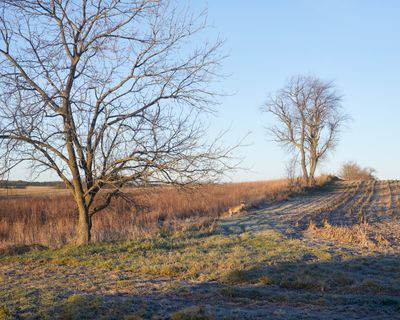 Field with White-tailed Buck