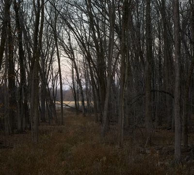 Dark Wood at Dawn 