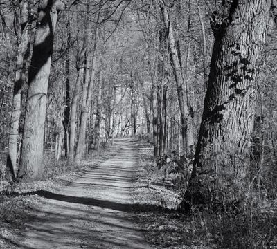 Uphill Shadows 