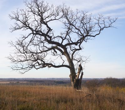 Hilltop Oak 