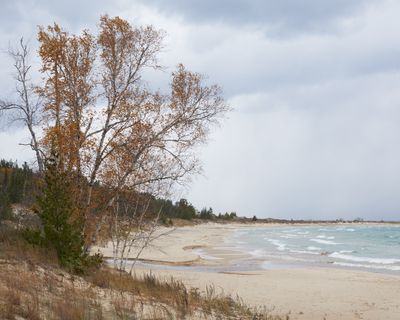 Birch on a Beach 